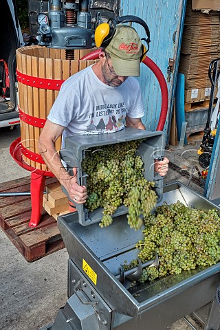 Tim Phillips tipping Chardonnay grapes into the crusher  destemmer Charlie Herring Lymington Hampshire England