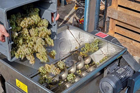 Tipping Chardonnay grapes into the crusher  destemmer Charlie Herring Lymington Hampshire England