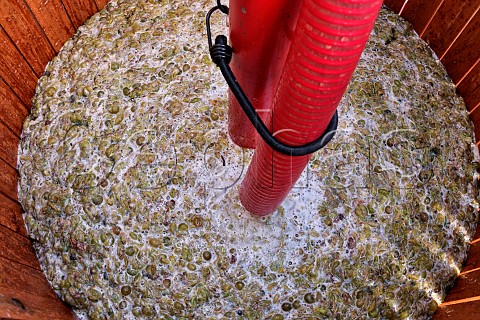 Filling the basket press with crushed and destemmed Chardonnay grapes Charlie Herring Lymington Hampshire England
