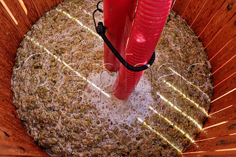 Filling the basket press with crushed and destemmed Chardonnay grapes Charlie Herring Lymington Hampshire England