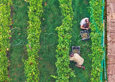 Tim Phillips top picking Chardonnay grapes under the bird netting in the walled vineyard of Charlie Herring Lymington Hampshire England