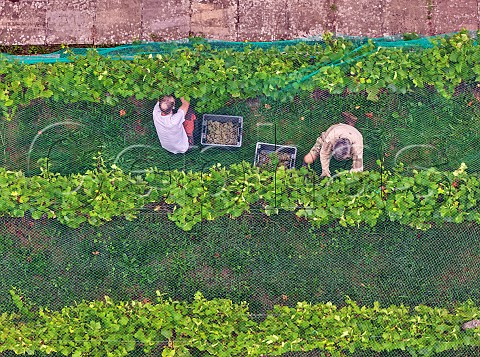 Tim Phillips left picking Chardonnay grapes under the bird netting in the walled vineyard of Charlie Herring Lymington Hampshire England
