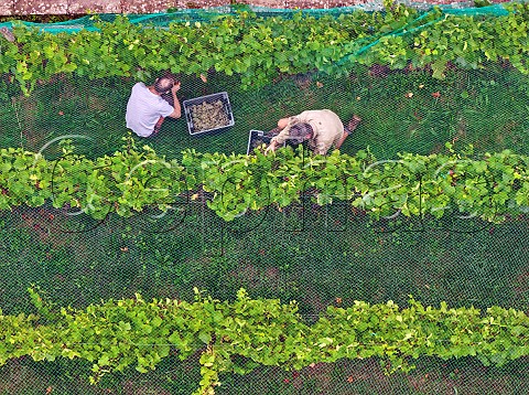 Tim Phillips left picking Chardonnay grapes under the bird netting in the walled vineyard of Charlie Herring Lymington Hampshire England