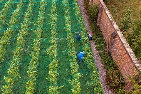 Picking Chardonnay grapes under the bird netting in the walled vineyard of Charlie Herring Lymington Hampshire England