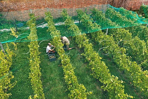 Tim Phillips left picking Chardonnay grapes under the bird netting in the walled vineyard of Charlie Herring Lymington Hampshire England