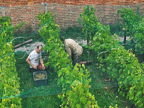 Tim Phillips left picking Chardonnay grapes under the bird netting in the walled vineyard of Charlie Herring Lymington Hampshire England