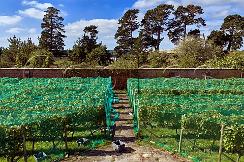 Bird netting on walled vineyard of Charlie Herring Lymington Hampshire England