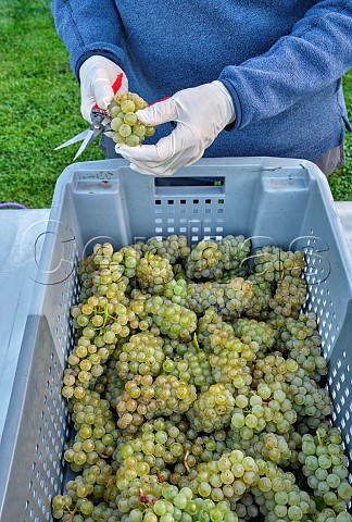 Sorting Chardonnay grapes to remove any damaged berries Goodworth Clatford Vineyard Goodworth Clatford Hampshire England