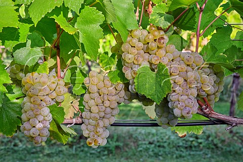 Chardonnay grapes on harvest day at Goodworth Clatford Vineyard Goodworth Clatford Hampshire England