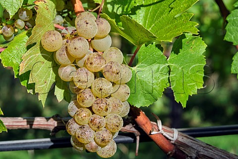 Chardonnay grapes on harvest day at Goodworth Clatford Vineyard Goodworth Clatford Hampshire England