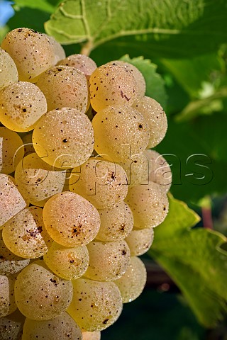 Chardonnay grapes on harvest day at Goodworth Clatford Vineyard Goodworth Clatford Hampshire England