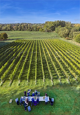 Sorting Chardonnay grapes to remove any damaged berries Goodworth Clatford Vineyard Goodworth Clatford Hampshire England
