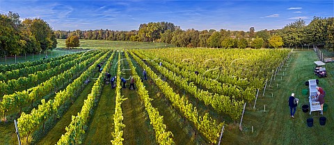 Harvesting Chardonnay grapes and sorting them to remove any damaged berries Goodworth Clatford Vineyard Goodworth Clatford Hampshire England