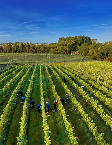 Harvesting Chardonnay grapes at Goodworth Clatford Vineyard Goodworth Clatford Hampshire England