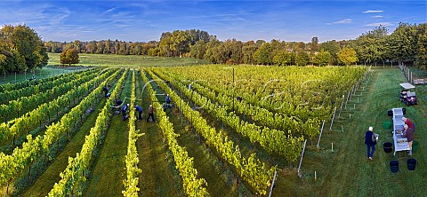 Harvesting Chardonnay grapes and sorting them to remove any damaged berries Goodworth Clatford Vineyard Goodworth Clatford Hampshire England